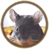 souris verte